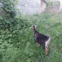 بز نر و ماده