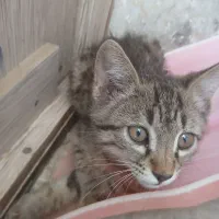 بچه گربه2ماهه