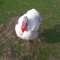 بوقلمون ارگانیک و خروس محلی|حیوانات مزرعه|سنگر, |دیوار