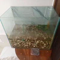 اکواریوم با ماهی