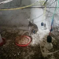 جوجه طاووس 3ماهه