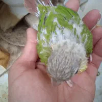 گرینچی سرلاکی