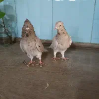 کفتر هفترنگ دمسفید کاشمر|پرنده|خلیل آباد, |دیوار