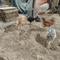 جوجه لکی چهار ماهه
