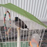 درود فراوان مینا رخ به رخ ۲۰ کلمه حرف میزنه