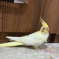 عروس هلندی نر و ماده