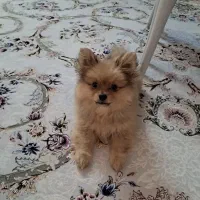 سگ پامر خرسی نر