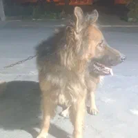 سگ ژرمن کینگ|سگ|قرچک, میرزائی جنوبی|دیوار