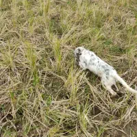 سگ شکاری سیتر انگلیس ۷ ماهه