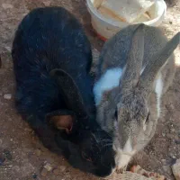 خرگوش و مرغ عشق با قفس