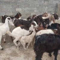 بز و نربز و بزغاله|حیوانات مزرعه|جوادآباد, |دیوار