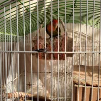 طوطی برزیلی استثنایی|پرنده|لواسان, |دیوار