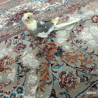 جوجه عروس هلندی ۲ ماهه|پرنده|اصفهان, شیخ طوسی|دیوار