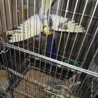 یک جفت عروس هلندی مولد با جوجه|پرنده|کهریزک, |دیوار