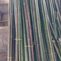 بامبو|گل و گیاه طبیعی|چهاردانگه (تهران), |دیوار