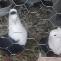 جفت سرمخملی کلایی تخم جوجه ضمانتی