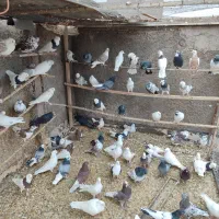 فروش کبوتر پرشی