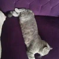 به دلیل مهاجرت|گربه|قائمشهر, |دیوار