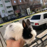 خرگوش لوپ|موش و خرگوش|گنبد کاووس, |دیوار