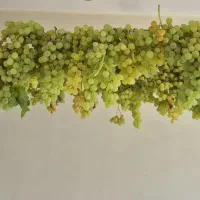 انگور
