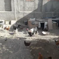 تعدادی مرغ وخروس و واروک یکجا بفروش میرسد