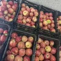 سیب آبدار شرین ارگانیک محصول باغ خودمونه|خوردنی و آشامیدنی|قم, آزادگان|دیوار