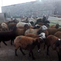 گوسفند و بره نر و ماده|حیوانات مزرعه|اردبیل, |دیوار