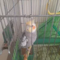 عروس هلندی دوتا نر ویک عده ماده