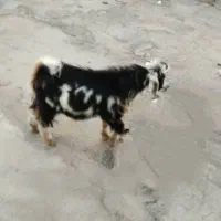نر بز گمشده