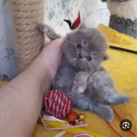 فروش ویژه بچه گربه اسکاتیش و پرشین