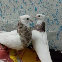 کبوتر|پرنده|شیراز, اکبر آباد|دیوار
