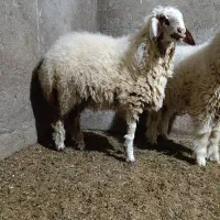 بره|حیوانات مزرعه|شوش, |دیوار