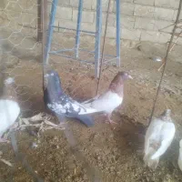 سینه ای|پرنده|دره شهر, |دیوار