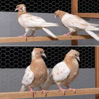 باش ساری بالا