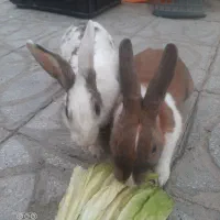 خرگوش