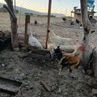 خروس|حیوانات مزرعه|گوآور, |دیوار