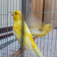 دوتا قناری نر با وسایل توضیحات رو بخونید
