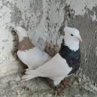 کبوتر طوقی|پرنده|شیروان (لرستان), |دیوار