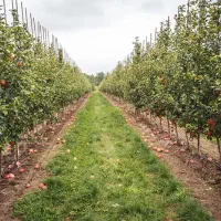 مشاور کود های آلی و ارگانیک