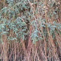 فروش نهال بید درجه یک و برگ پهن|خدمات باغبانی و درختکاری|اندیکا, |دیوار
