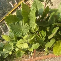 فروش گل باباآدم|گل و گیاه طبیعی|ماسال, |دیوار