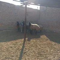 میش بره بزغاله|حیوانات مزرعه|قلعه نو, |دیوار