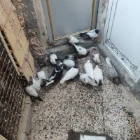 کبوتر پرشی فروشی