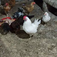 مرغ و خروس گلین و گیل اصل گیلانی|حیوانات مزرعه|پیشوا, |دیوار