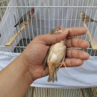 فنچ درشت انگلیسی فنچ با تخم اروپائی فوق مولد