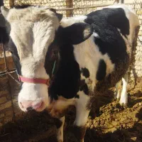 گوساله نر۴۰۰ کیلویی...۵۵۰