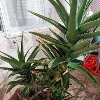 فروش گلدان های کاکتوس|گل و گیاه طبیعی|کرج, برغان|دیوار