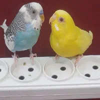 پرنده|پرنده|بندر کنگان, |دیوار