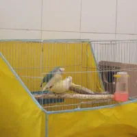 یک جف کوتوله برزیلی ب شرط مولد|پرنده|شهرکرد, |دیوار