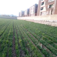 زمین ساختمانی
